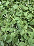 Pea, Speackled