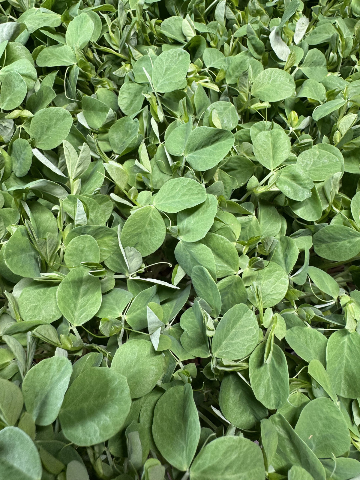 Pea, Speackled