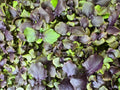Opal Basil