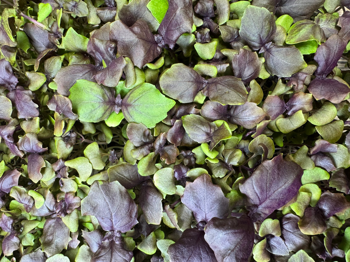 Opal Basil